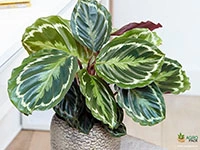 calathea-roseopicta