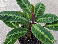 calathea-warscewiczii