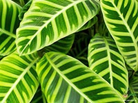 calathea-zebrina