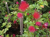 calliandra-haematocephala