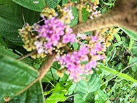 Callicarpa-formosana3