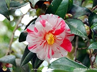 camellia-multi-color
