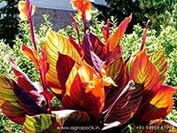 canna-durban-tropicana-passion