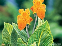 Canna-Variegated-Green1