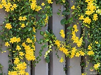 Cats-Claw-Creeper1