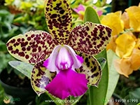 cattleya-green-emerald-orchid
