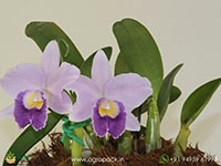Cattleya-Hiroshima-Melody-Blue-Genie-Orchid6