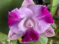 cattleya-monte-elegante-orchid