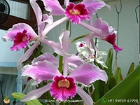 cattleya-purpurata-var-striata