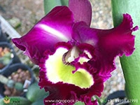 cattleya-rlc.-black-cat-orchid