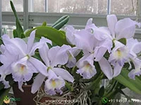 Cattleya-Sea-Breeze-Blue-Ribbon-Orchid4