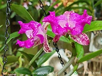 cattleya-yuan-dung-sweet-dragon-fruit-orchid
