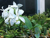 cattleya-violacea-var.-alba-orchid