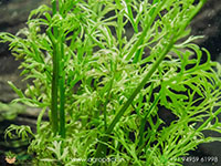 Ceratopteris-thalictroides-Water-Sprite1
