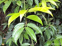 Chathuramulla1