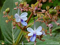 Cheruthekku-Clerodendrum-serratum4