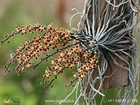 chiloschista-lunifera