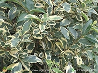 chinese-variegated-privet