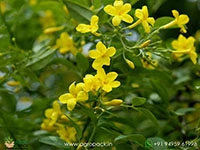 Chrysojasminum-humile-Yellow-Jasmine2