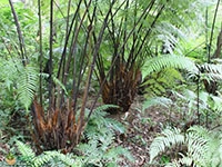 cibotium-barometz-chicken-fern