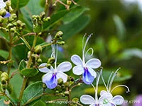 Clerodendrum-ugandense-Blue-Butterfly5