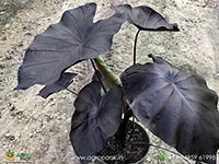 colocasia-black-coral