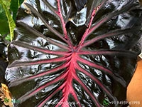 colocasia-black-lava