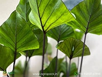 colocasia-coffee-cups