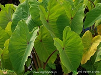 colocasia-elena