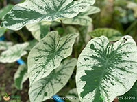 colocasia-esculenta-white-wizard
