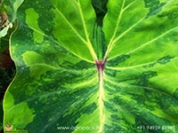 colocasia-lemon-lime-gecko