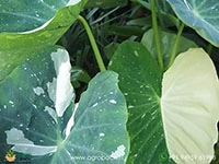 colocasia-milky-way