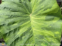 colocasia-morning-dew