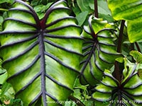 colocasia-pharaohs-mask
