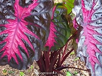 colocasia-redemption