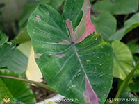 colocasia-siam-ruby
