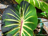 colocasia-stardus