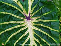 colocasia-white-lava