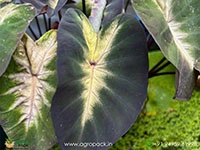 colocasia-esculenta-tropical-storm