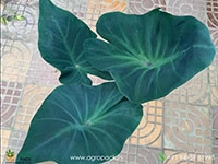 colocasia-kopeka