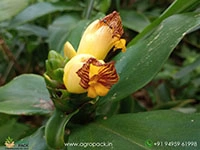 Costus1