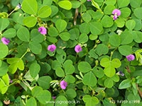 Creeping-Tick-Trefoil1