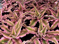 cryptanthus-bivittatus-pink-starlite