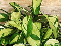 Ctenanthe-lubbersiana3
