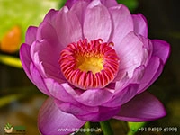 cup-shaped-australian-water-lily