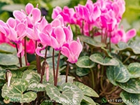 cyclamen