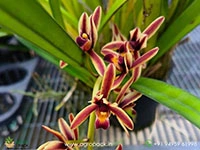 cymbidium-bicolor-orchid