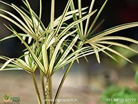 cyperus-alternifolius-variegated-umbrella-grass