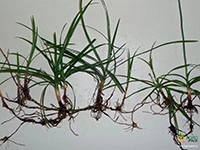 cyperus-rotundus