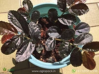 Dark-Form-Pellionia-Repens1